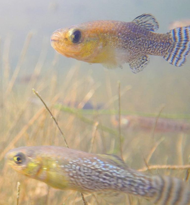 Bechar : Découverte d&rsquo;un poisson menacé d’extinction dans une zone de l’Erg Occidental