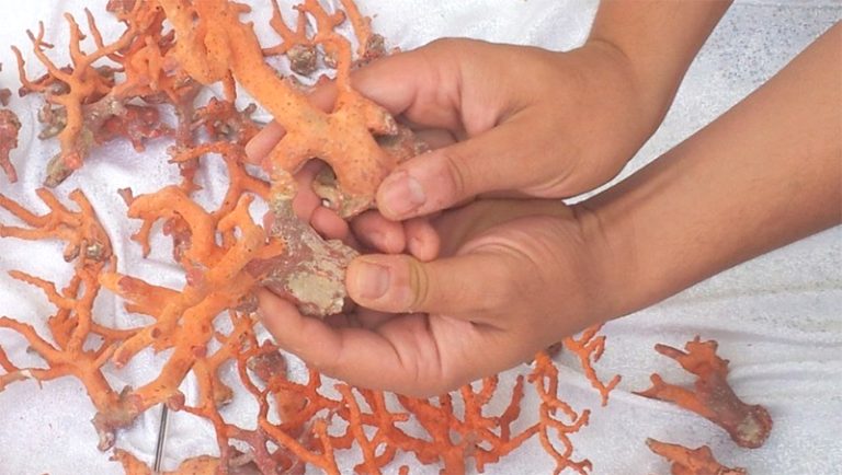 Saisie de près de 2 kg de corail rouge brut destiné à la contrebande à El Tarf