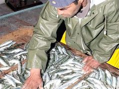 Chlef : Production de près de 4.000 tonnes de poisson en 2025
