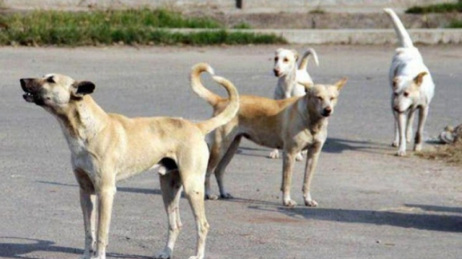 abattage_des_chiens_l_association_de_protection_des_animaux_s_indigne_1658591387