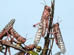 LUTTE ANTIACRIDIENNE DANS LE SUD-OUEST : Le gouvernement « réactive » un plan d’action proactif