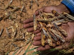 Pour faire face au danger du criquet pèlerin : Lancement d’opérations de surveillance à Tindouf