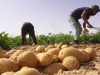 CARTE PROFESSIONNELLE D’AGRICULTEUR : Les conditions d’octroi en cours de révision