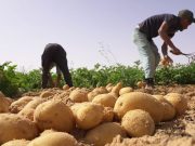 CARTE PROFESSIONNELLE D’AGRICULTEUR : Les conditions d’octroi en cours de révision