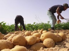 CARTE PROFESSIONNELLE D’AGRICULTEUR : Les conditions d’octroi en cours de révision