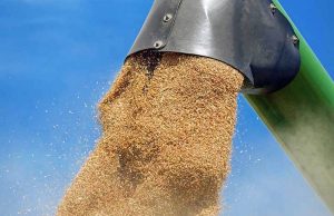 PRODUCTION D’ORGE : L’Algérie, 2e dans le monde arabe et en Afrique