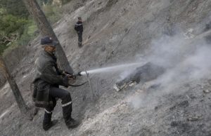 INCENDIES DE FORÊTS À TIPASA : 190 hectares de forêts et d’arbres fruitiers ravagés