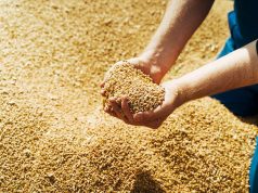 Oum El Bouaghi : Une wilaya pilote dans la production d’orge