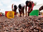 RWANDA : 150 millions de dollars de recettes d’exportation de café en 2025 RWANDA : 150 millions de dollars de recettes d’exportation de café en 2025