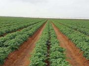 POUR RELEVER LE DÉFI DE LA SÉCURITÉ ALIMENTAIRE : Perspectives agricoles prometteuses à Adrar