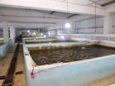 Sidi Bel-Abbes : Nette amélioration de la production halieutique