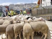 RAMADHAN : 72 000 bovins et 140 000 ovins seront importés