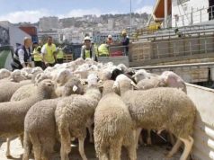 RAMADHAN : 72 000 bovins et 140 000 ovins seront importés