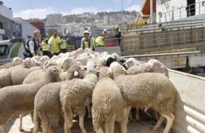 RAMADHAN : 72 000 bovins et 140 000 ovins seront importés