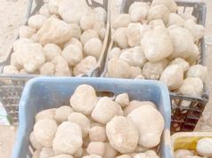 Culture du « Terfess » : Des perspectives agricoles prometteuses à El-Meniâa