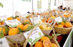 Ouverture à Blida du Salon régional des agrumes avec la participation de 70 exposants