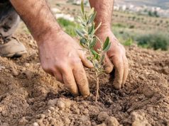 Tizi Ouzou : Lancement de la 3e opération de plantation de 2.000 oliviers