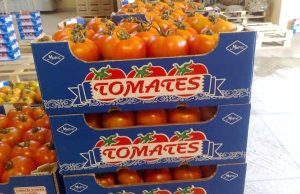 LES PRODUCTEURS EUROPEENS DE TOMATE DENONCENT : « Une concurrence déloyale et un accord Maroc – UE hors la loi »