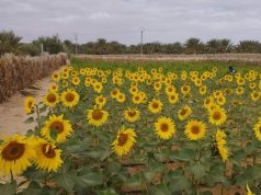 Culture du tournesol : Une première expérience prometteuse à El-Meghaïer