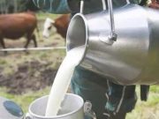 Boumerdès : Production de plus de 36 millions de litres de lait frais en 2025