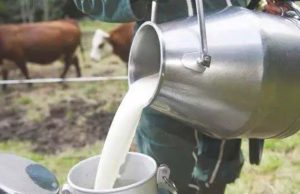 Boumerdès : Production de plus de 36 millions de litres de lait frais en 2025