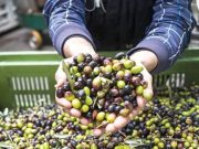 Bejaia : Plus de 870.000 quintaux d’olives cueillis depuis le début de la campagne oléicole