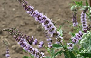 Tizi-Ouzou : Les plantes aromatiques, entre usages traditionnels et nécessité de préservation