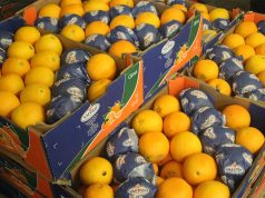 Afrique du Sud : Le pays se félicite de l’assouplissement des règles d’exportation d’agrumes vers la Chine