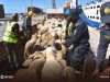 IMPORTATION DE MOUTONS : 26 000 têtes arrivent à Oran et Djen Djen