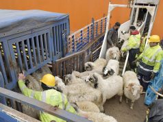 VIA LA PLATEFORME « ADHAHI.DZ » : L’achat des moutons importés se fera exclusivement en ligne