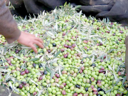 Relizane : Une production de plus de 400 000 quintaux d’olives réalisée