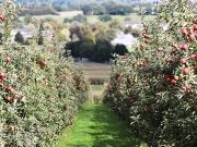 Batna : Journée de formation sur l’ingénierie des vergers de pommiers en Algérie