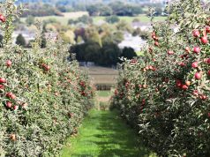 Batna : Journée de formation sur l’ingénierie des vergers de pommiers en Algérie