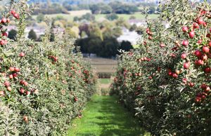 Batna : Journée de formation sur l’ingénierie des vergers de pommiers en Algérie