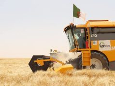 Khenchela : Production prévisionnelle de 1,25 million de qx de céréales