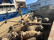 L’OPÉRATION “UN MILLION DE MOUTONS” VA BON TRAIN : Un troupeau de 17 000 têtes arrive à Oran