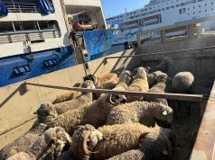 L’OPÉRATION “UN MILLION DE MOUTONS” VA BON TRAIN : Un troupeau de 17 000 têtes arrive à Oran