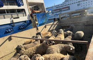 L’OPÉRATION “UN MILLION DE MOUTONS” VA BON TRAIN : Un troupeau de 17 000 têtes arrive à Oran