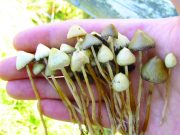 POUR AVOIR CULTIVÉ UN CHAMPIGNON HALLUCINOGÈNE DANS LEUR RÉSIDENCE UNIVERSITAIRE À ALGER : 3 étudiants devant la justice