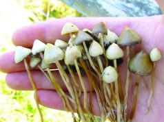 POUR AVOIR CULTIVÉ UN CHAMPIGNON HALLUCINOGÈNE DANS LEUR RÉSIDENCE UNIVERSITAIRE À ALGER : 3 étudiants devant la justice