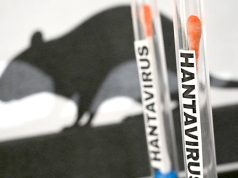 Hantavirus : Un hôpital néerlandais place 12 membres de son personnel en quarantaine