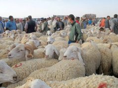 Marchés à bestiaux à Sidi Bel-Abbes : Une dynamique croissante à l’approche de l’Aïd El Adha