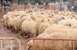 Oran : Lancement de la vente des moutons importés