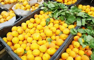 Batna : Production prévisionnelle de plus de 229.000 qx d’abricots