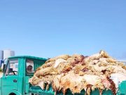 El-Bayadh : Collecte d’environ 10.000 peaux de moutons durant l’aid el adha