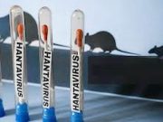 HANTAVIRUS : L’OMS évoque une possible transmission interhumaine