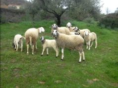 Tizi Ouzou : Tazgzawt, une race ovine robuste et rentable à préserver