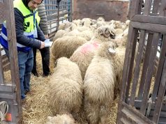 Aïd el-Adha : Recommandations pour l’élevage des moutons importés