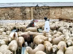 Tlemcen : Lancement de l’opération de commercialisation des moutons importés