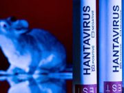 HANTAVIRUS : L’Argentine étend à une autre province la recherche sur de potentiels rongeurs